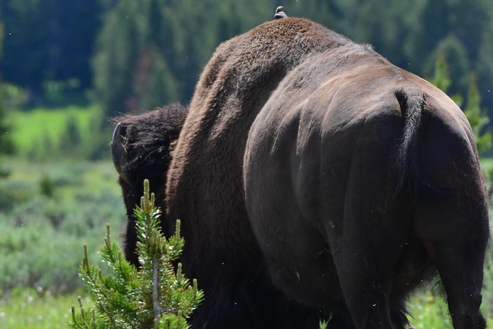Osservazione privata dei lupi di Yellowstone e safari naturalistico + pranzo