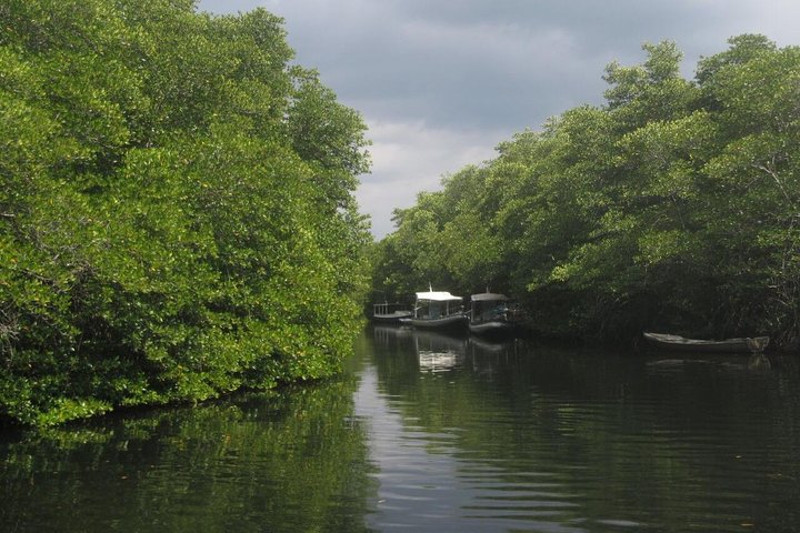 1 times mangrovetur fra Lembongan med kajak, padle eller båd