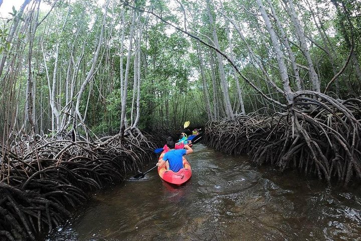 1 times mangrovetur fra Lembongan med kajak, padle eller båd