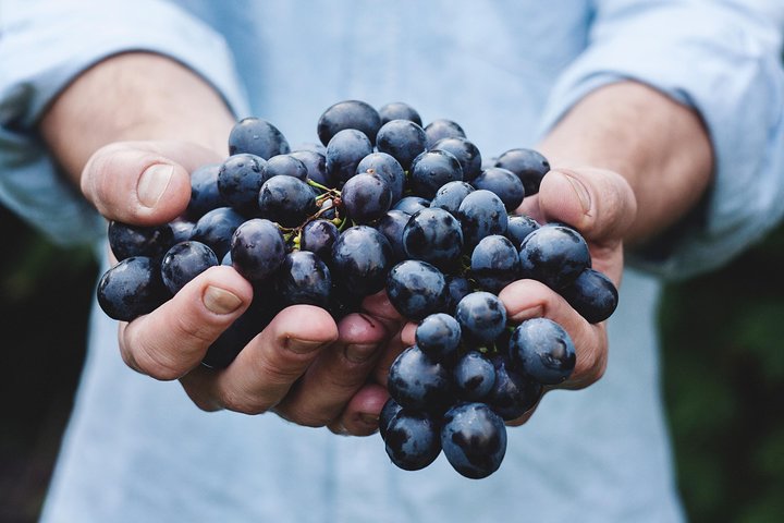 Viagem de um dia: Degustação de vinhos em Ribera del Duero saindo de Madri (de trem de alta velocidade)