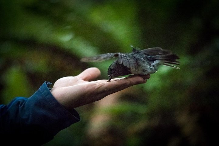 Hoteller i nærheden af Rotorua Canopy Tours: 2.5Hour Native Forest Zipline Adventure