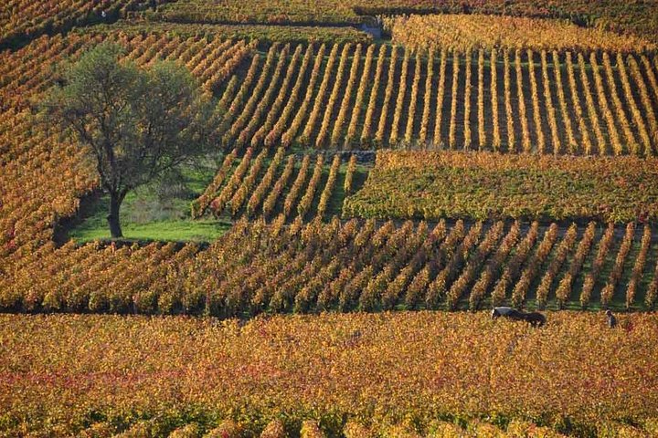 Full-Day Private Tour, 6 Premiers & Grands Crus, The Best of Burgundy