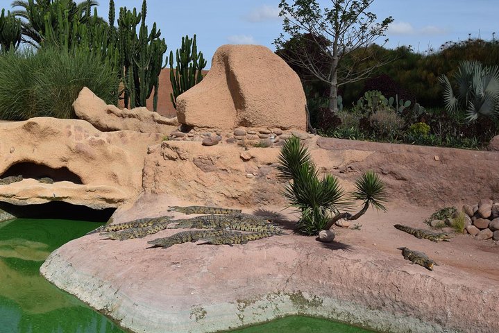 Agadir 3 - in - 1 Tour : Capre sugli alberi Souk El Had Crocoparc Biglietti