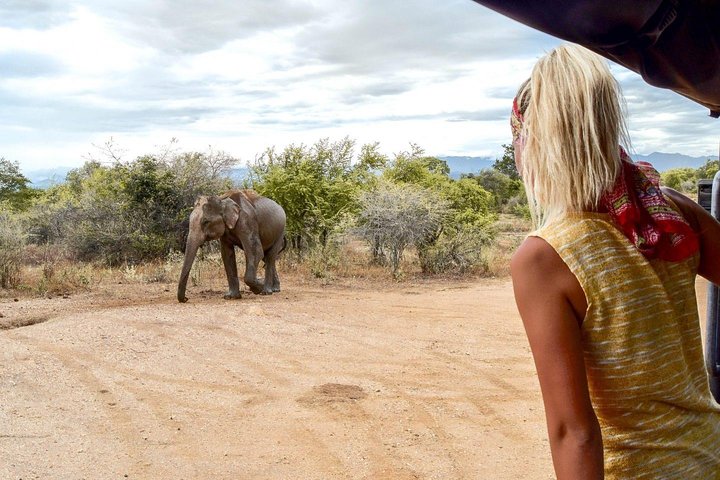 2-tägige Tour durch Udawalawe & Ella mit malerischer Zugfahrt durch das Land - All Inclusive