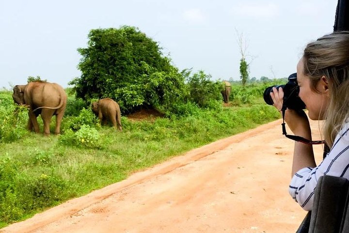 2-tägige Tour durch Udawalawe & Ella mit malerischer Zugfahrt durch das Land - All Inclusive
