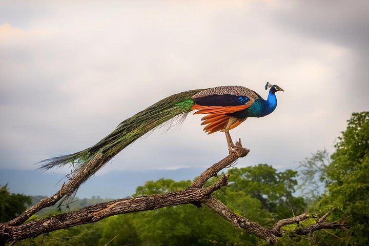 2-tägige Tour durch Udawalawe & Ella mit malerischer Zugfahrt durch das Land - All Inclusive