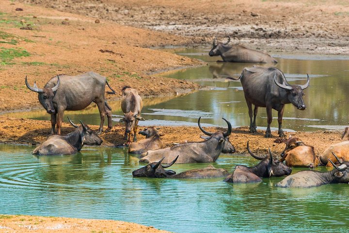 2-tägige Tour durch Udawalawe & Ella mit malerischer Zugfahrt durch das Land - All Inclusive