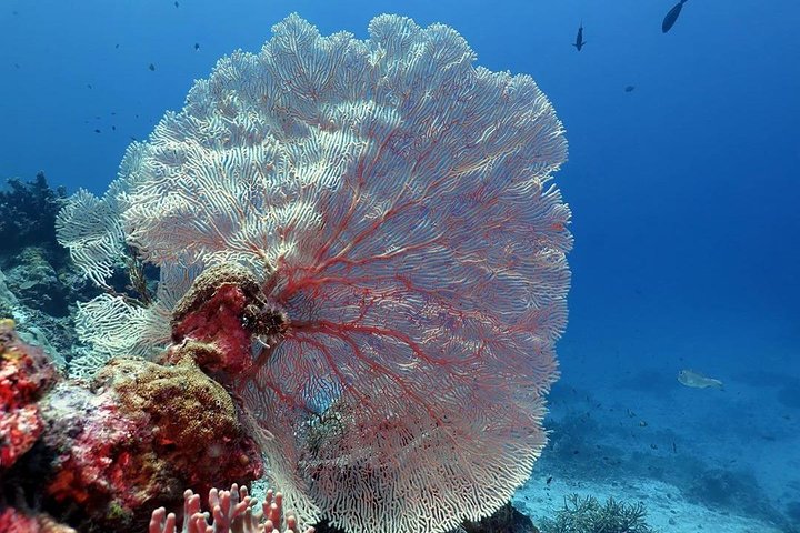 Bunaken 3 - Snorkelplek - Privétour inclusief lunch