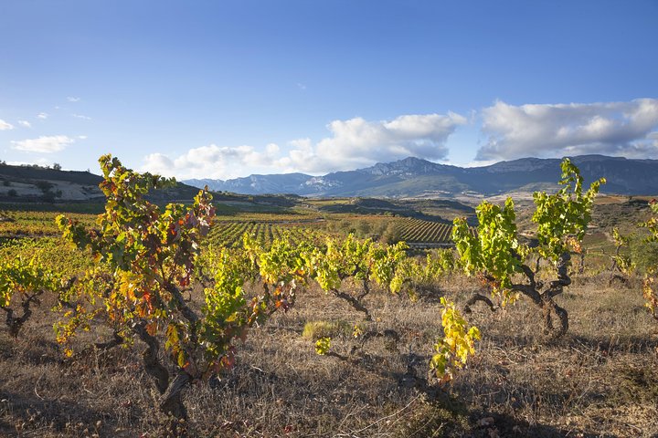 Vin tur: vingård og traditionel frokost fra La Rioja