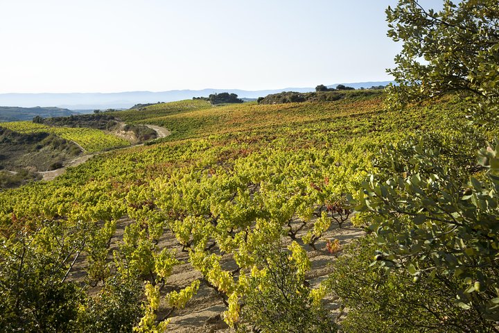 Vin tur: vingård og traditionel frokost fra La Rioja
