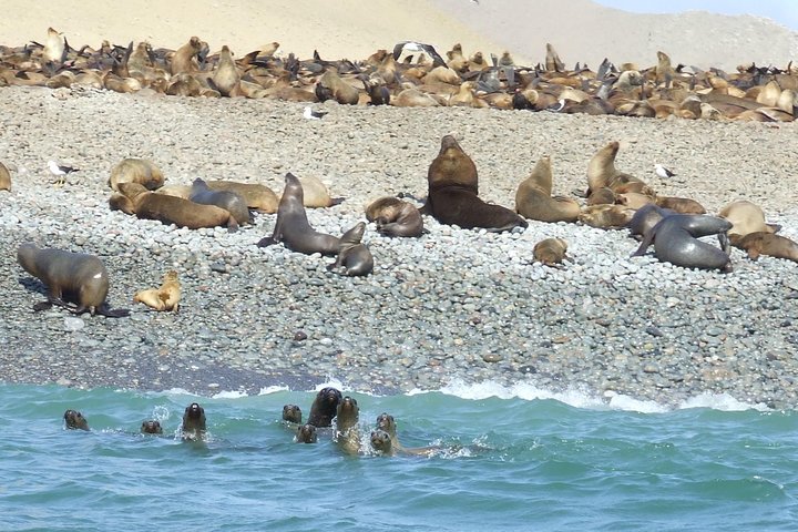 Paracas Fullday - Islas Ballestas og Nationalpark i Minibuggy