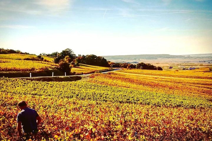 Excursion d'une journée au Champagne au départ de Reims avec 9 dégustations de Champagne