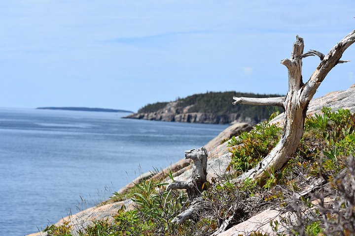 Tour privado de 3 horas por lo mejor de Acadia : Cadillac & Park Loop Road