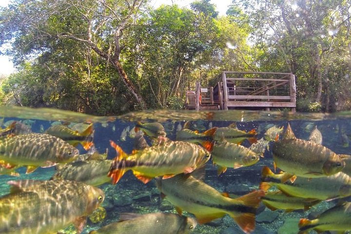 Ohne Anstehen: Recanto Ecologico Rio da Prata Ticket inklusive Trail & Schnorcheln
