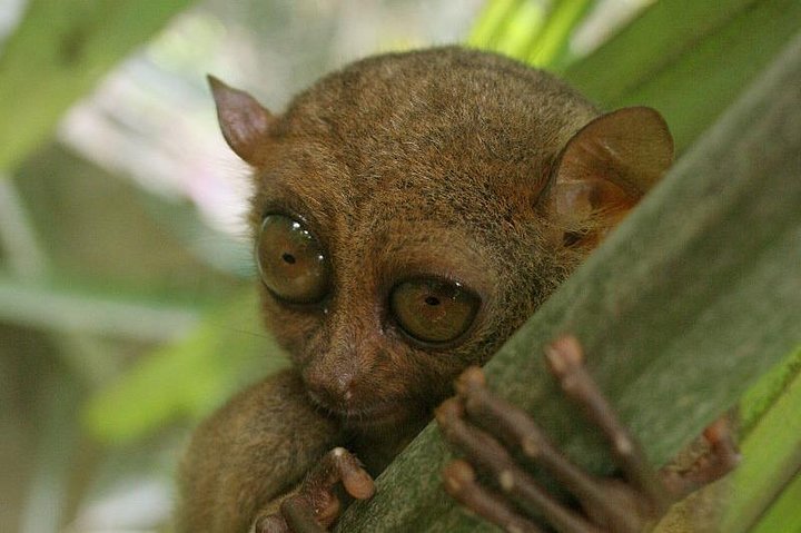 Restauranter i nærheten av Chocolate Hills, Tarsier & Loboc River