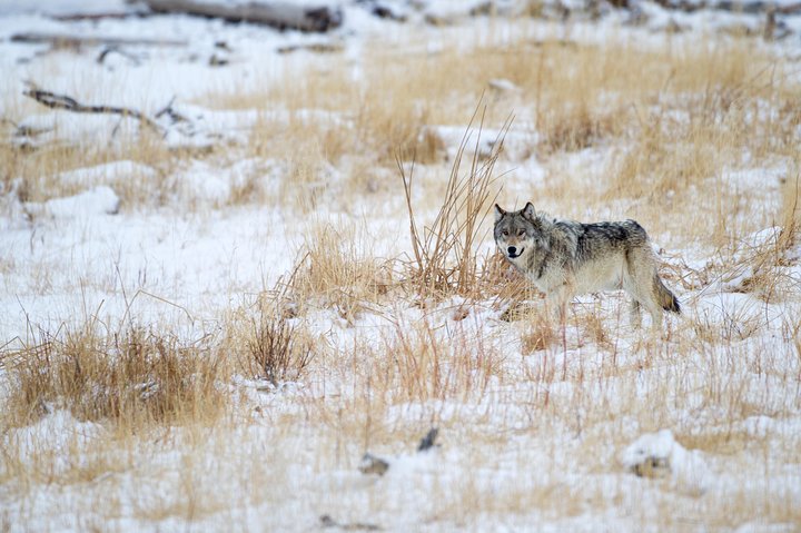 Osservazione privata dei lupi di Yellowstone e safari naturalistico + pranzo