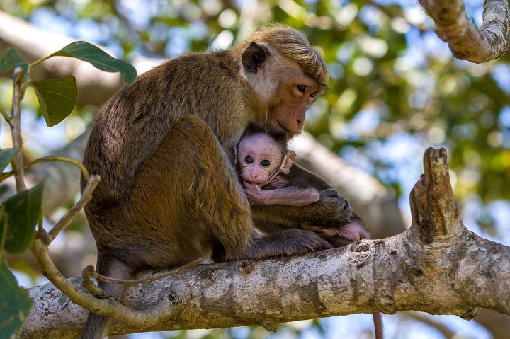 Full Day Wilpaththu National Park Safari (All Inclusive)