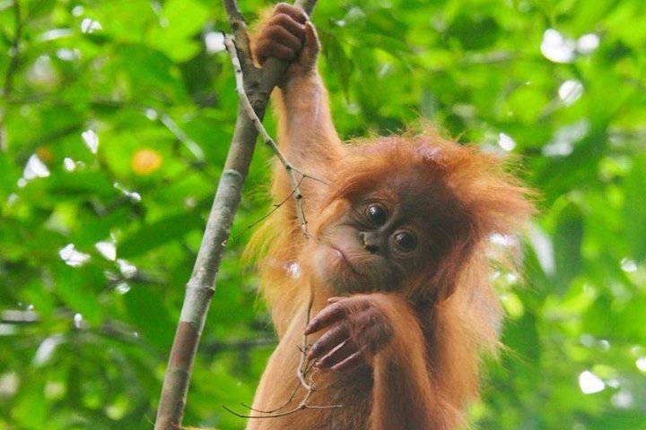 FORFAIT TOUR (trekking dans la jungle, taxi, chambre) 4 JOURS 3 NUITS à BUKIT LAWANG