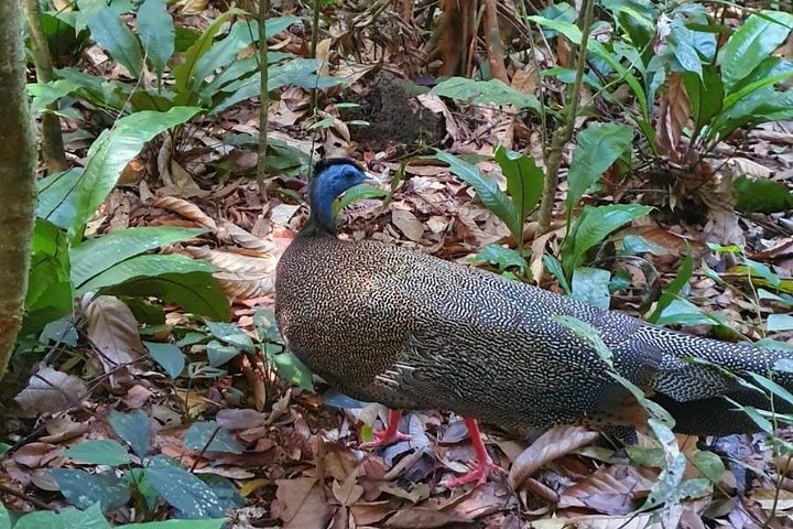 FORFAIT TOUR (trekking dans la jungle, taxi, chambre) 4 JOURS 3 NUITS à BUKIT LAWANG