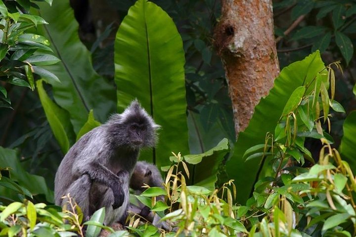 FORFAIT TOUR (trekking dans la jungle, taxi, chambre) 4 JOURS 3 NUITS à BUKIT LAWANG