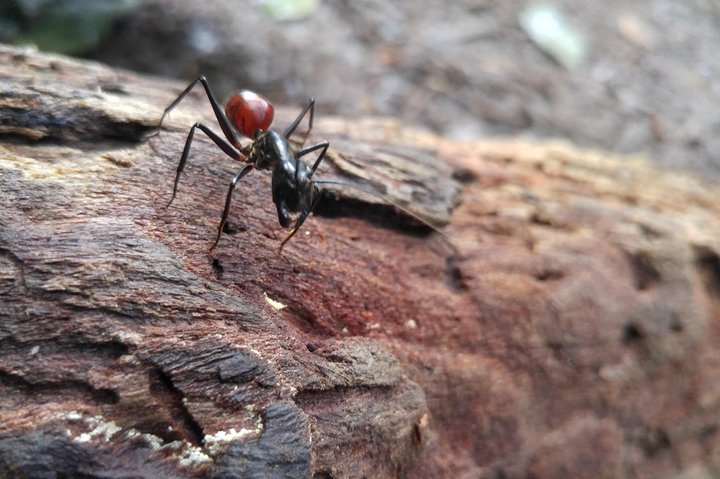 FORFAIT TOUR (trekking dans la jungle, taxi, chambre) 4 JOURS 3 NUITS à BUKIT LAWANG
