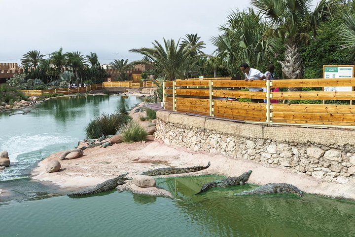Agadir 3 - in - 1 Tour : Capre sugli alberi Souk El Had Crocoparc Biglietti