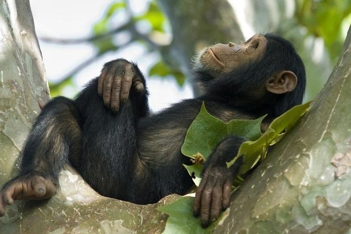 11 giorni: Tanzania e Safari in Ruanda (grande migrazione e mongolfiera)