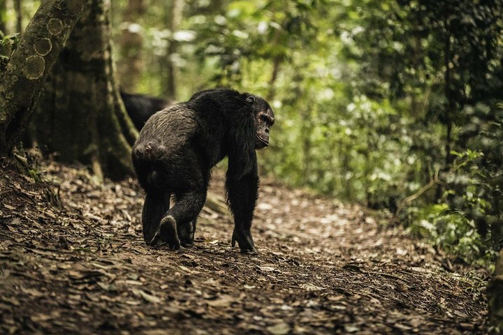 11 giorni: Tanzania e Safari in Ruanda (grande migrazione e mongolfiera)