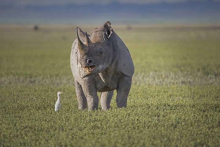 11 giorni: Tanzania e Safari in Ruanda (grande migrazione e mongolfiera)