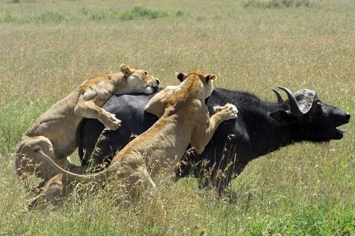 11 giorni: Tanzania e Safari in Ruanda (grande migrazione e mongolfiera)