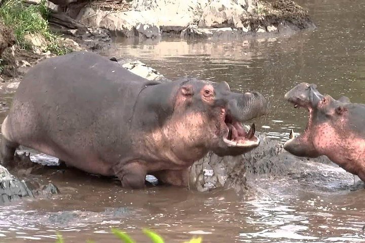 11 giorni: Tanzania e Safari in Ruanda (grande migrazione e mongolfiera)