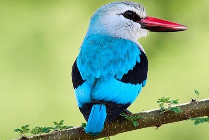 11 giorni: Tanzania e Safari in Ruanda (grande migrazione e mongolfiera)