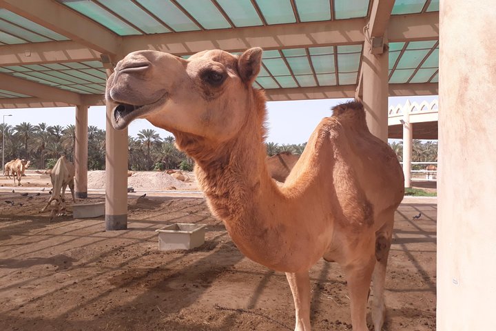 $85 Private Bahrain Transit City Tour.