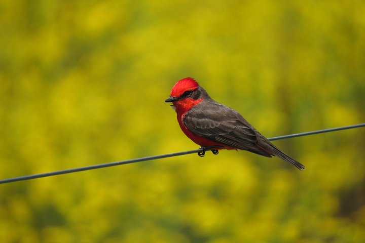 Heldags Fuglekigning og Naturture