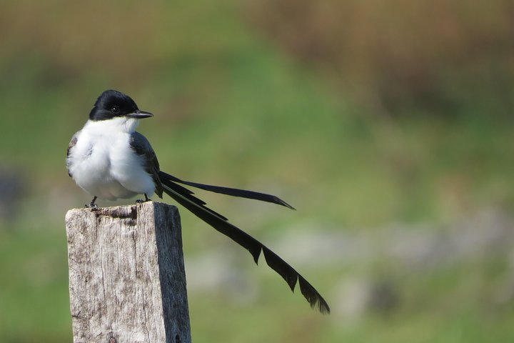 Heldags Fuglekigning og Naturture