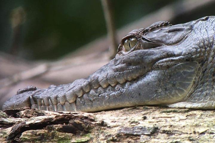 Manuel Antonio National Park : Guidad tur med biljett ingår