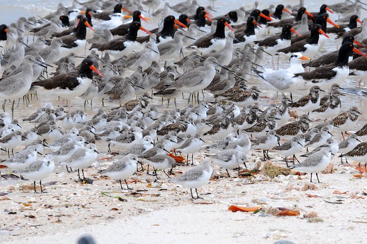 Twee uur durende Everglades-boottocht met dolfijnen, zeekoeien en vogels