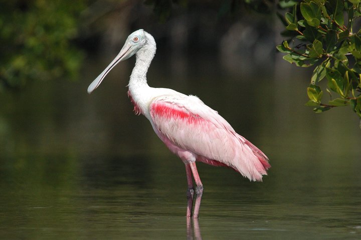 Twee uur durende Everglades-boottocht met dolfijnen, zeekoeien en vogels