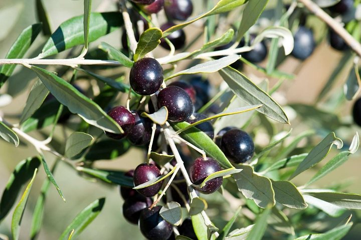 Montepulciano : Tour por la Granja Cinta Senese, Degustación de alimentos & vinos