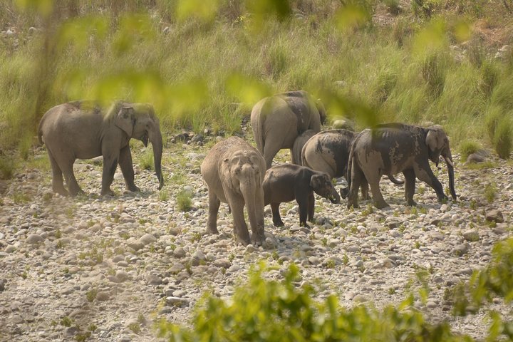 La mejor experiencia de desierto a través de Jim Corbett Experience