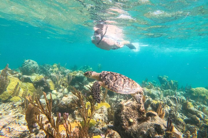 Ochtendcruise van een halve dag vanuit Providenciales met snorkelen en Iguana Island