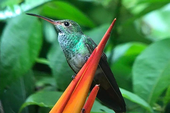 Manuel Antonio National Park : Guidad tur med biljett ingår