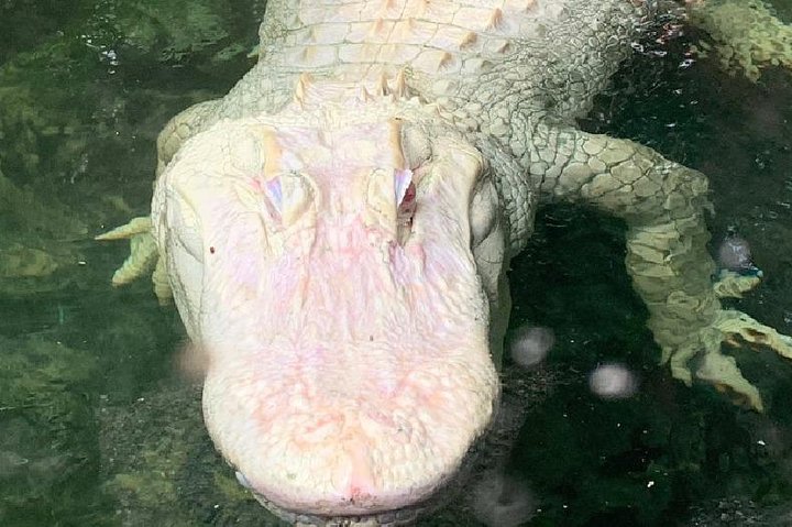 Luftbåtstur i Florida Everglades och inträde till Wild Florida med lunch som tillval