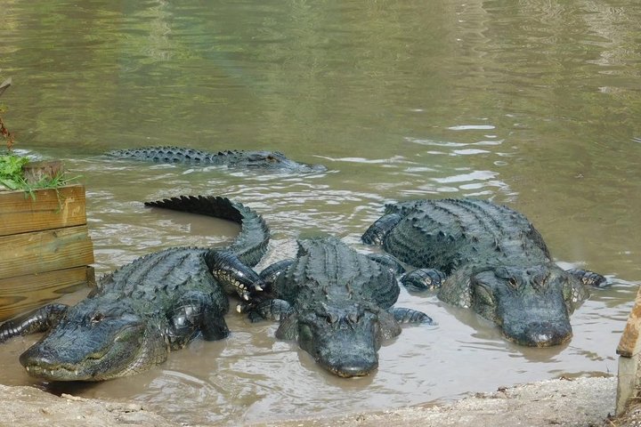 Luftbåtstur i Florida Everglades och inträde till Wild Florida med lunch som tillval