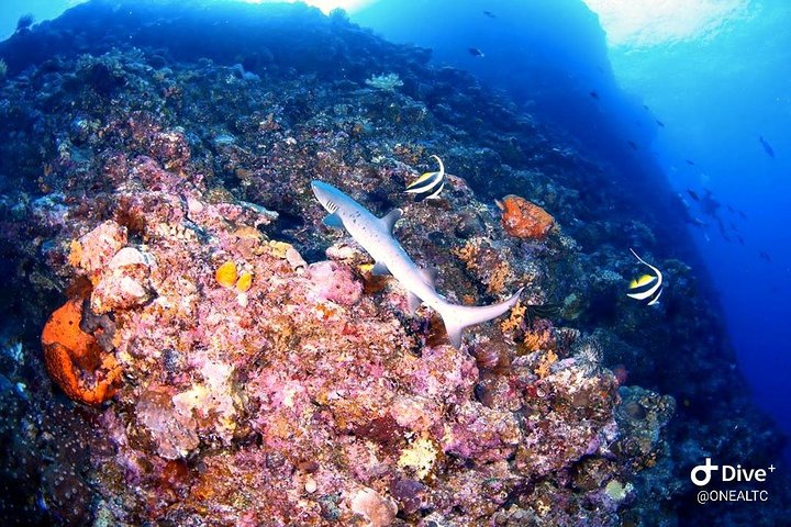 Bunaken 3 - Snorkelplek - Privétour inclusief lunch