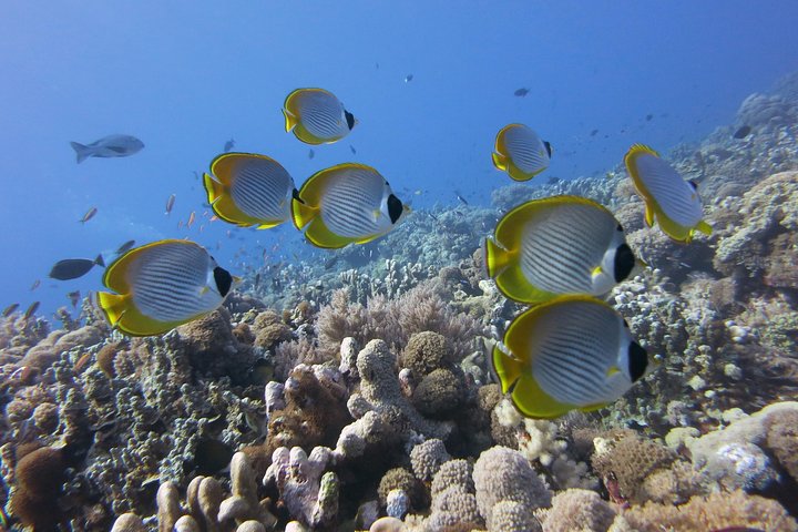 Bunaken 3 - Snorkelplek - Privétour inclusief lunch