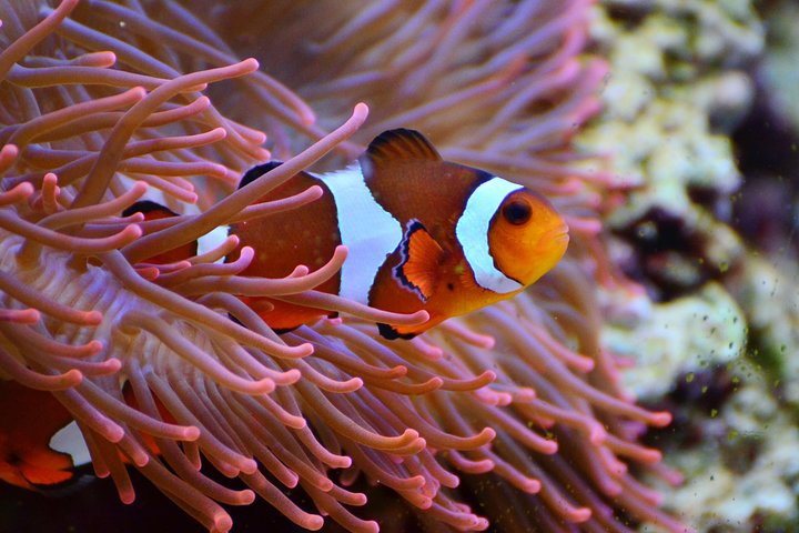 Bunaken 3 - Snorkelplek - Privétour inclusief lunch