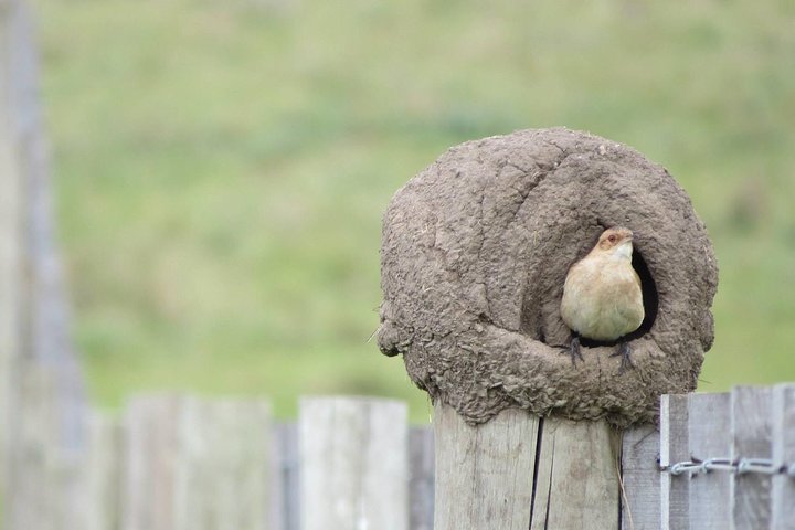 Heldags Fuglekigning og Naturture