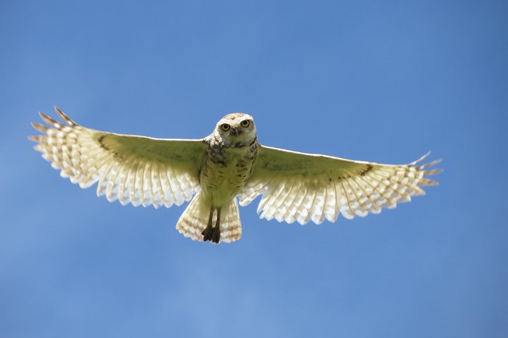 Heldags Fuglekigning og Naturture
