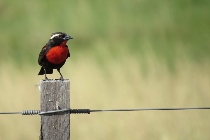 Heldags Fuglekigning og Naturture